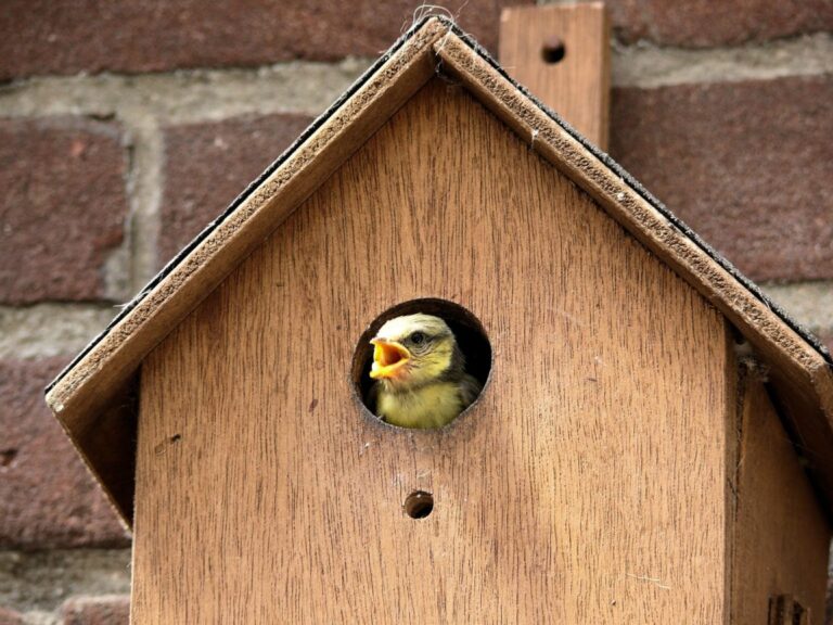 Birdhouse: ¿cómo construirlo e instalarlo?