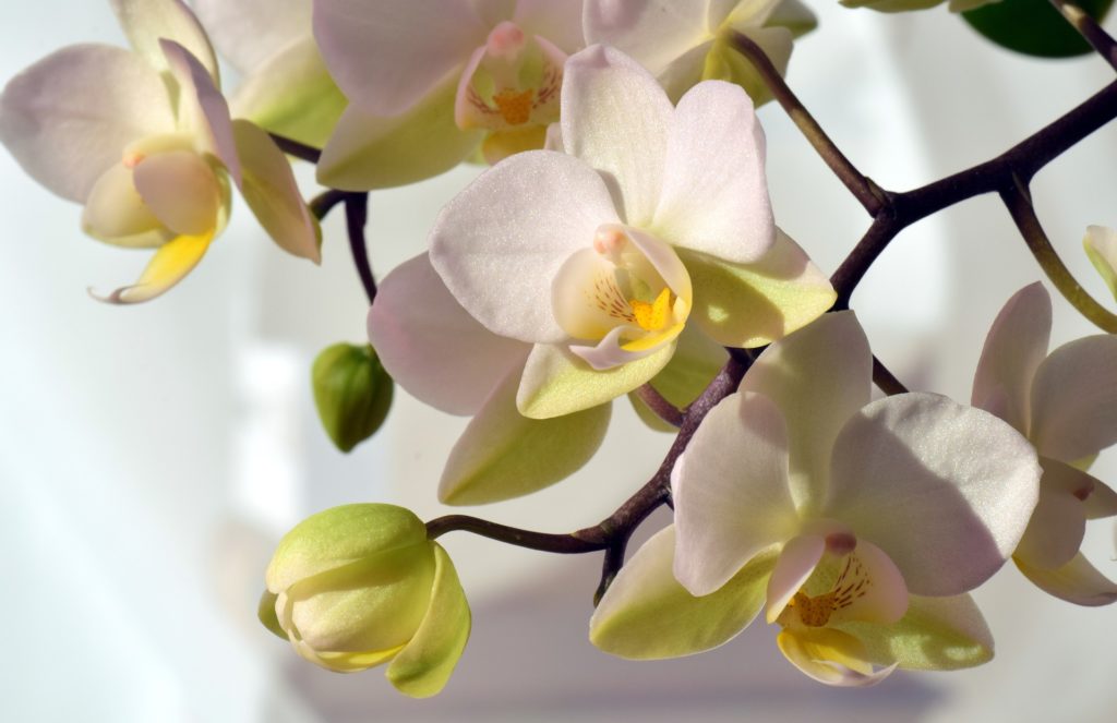 fiore di orchidea phalaenopsis