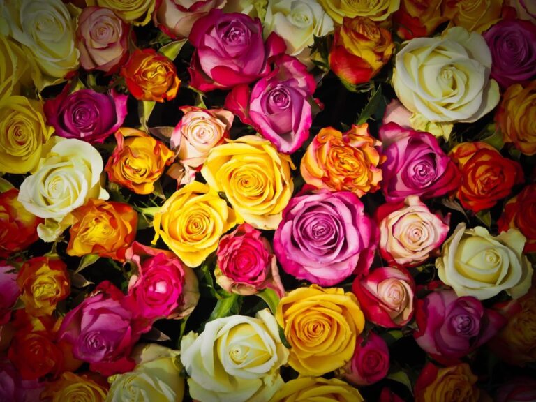 Regala rosas: de qué color, cuántos y por qué decir
