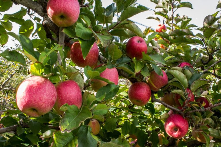 Manzana: plantación, poda, mantenimiento y recolección