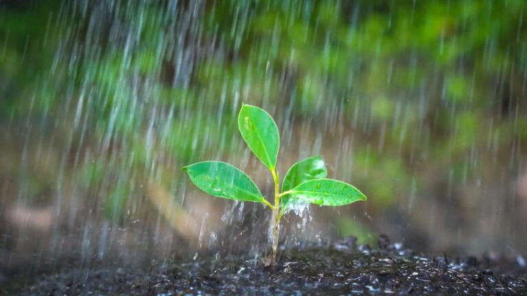 Jardinería bajo la lluvia: 10 reflejos antes, durante y después del chaparrón