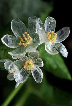 Flor de cristal Planta esqueleto Diphylleia grayi