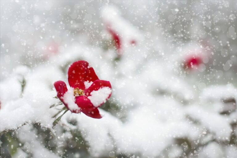 Flores de invierno: ¿qué plantar en otoño para un jardín de flores en invierno?