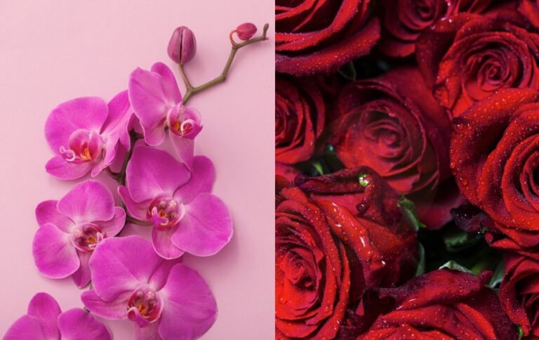 ¿Conoce el simbolismo de estas 10 flores?
