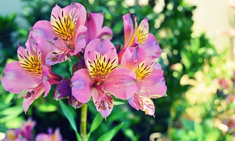 ¡Los 10 mejores bulbos de verano para un ramo de flores de colores!