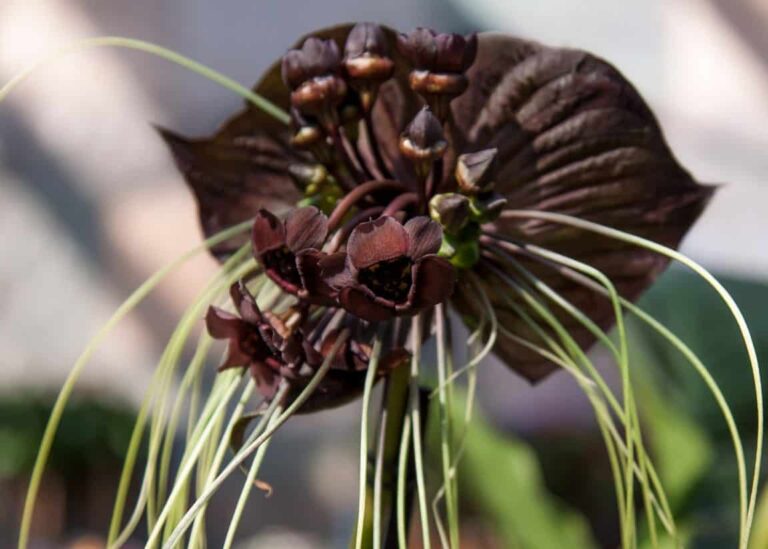Flor de murciélago: consejos, siembra, mantenimiento y floración