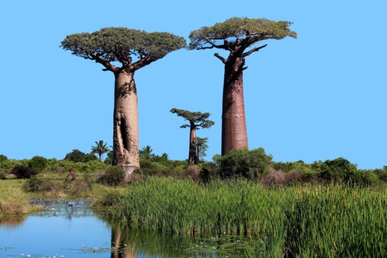 Baobab: todo sobre el árbol de la vida