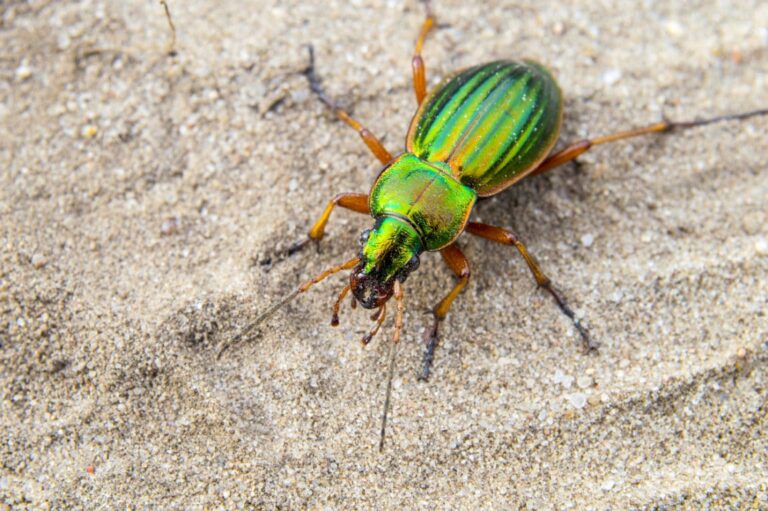 Escarabajo dorado: un insecto auxiliar amigo del jardinero