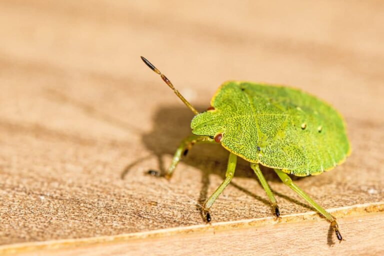 Error de madera o insecto verde: ¿cómo deshacerse de ellos?