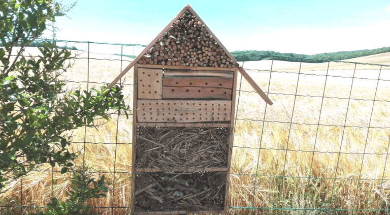 ¿Cómo construir un hotel de insectos para preservar la biodiversidad?