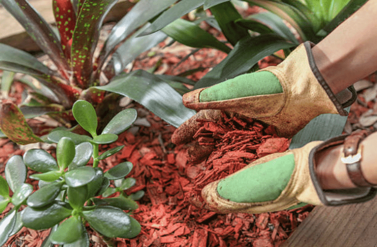 Emulsionar el jardín: ¿cuándo, cómo y con qué mulch?