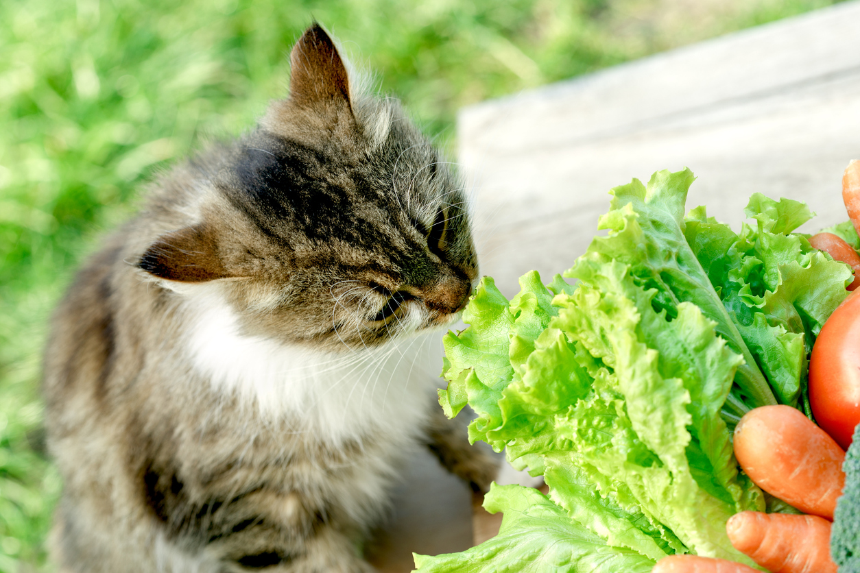 verduras del jardín del gato