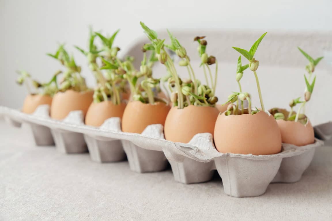 cáscaras de huevo de jardín