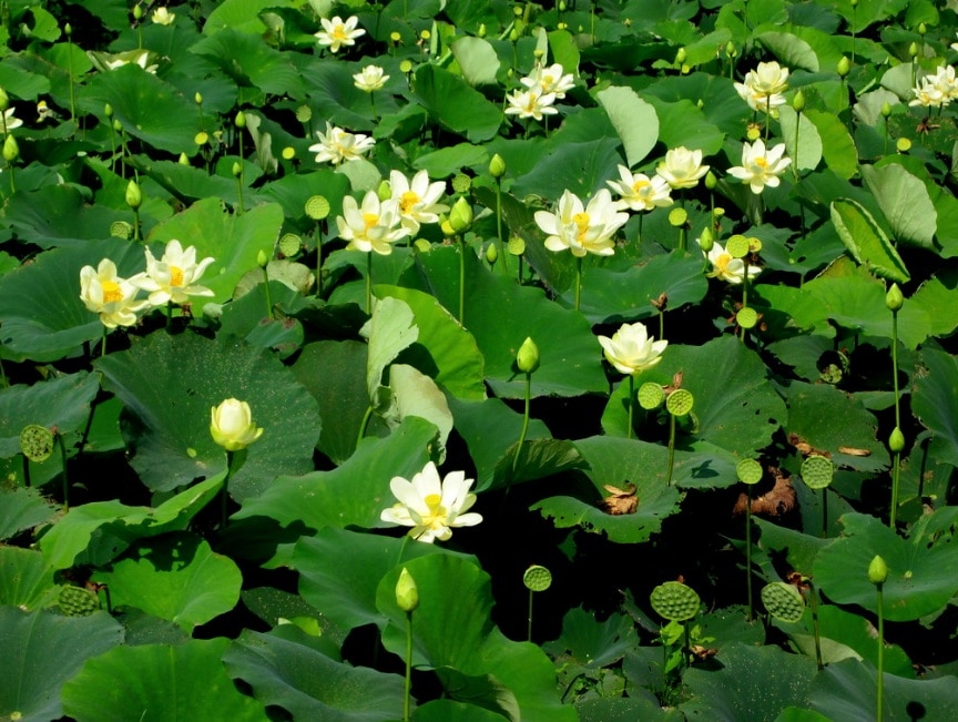 cuenca acuática de flor de loto