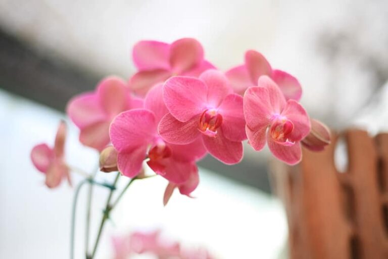 Orquídea de interior: 6 errores comunes que deben evitarse absolutamente!