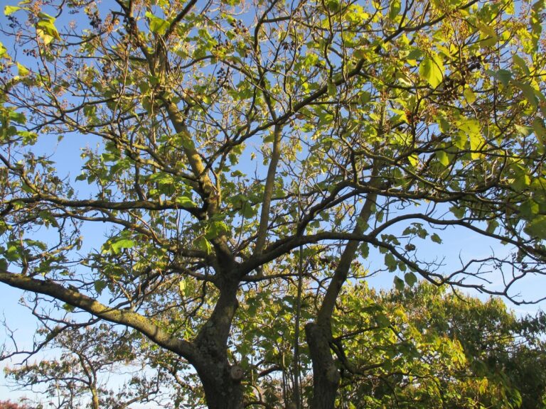 Paulownia: plantar y cuidar este hermoso árbol morado