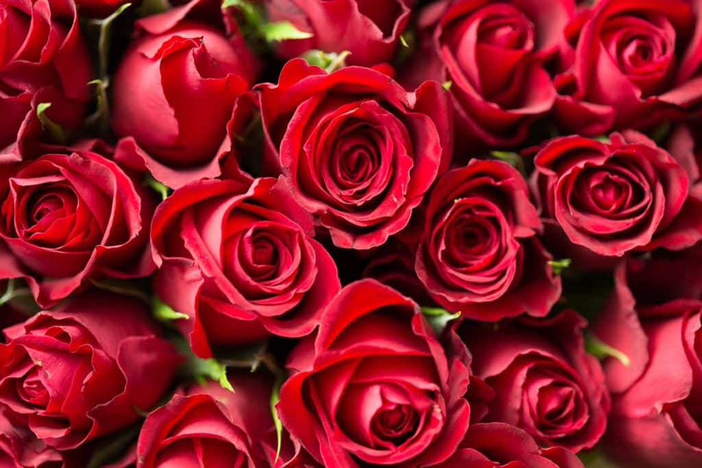 Rosas de San Valentín: ¿qué flores regalar según su significado?
