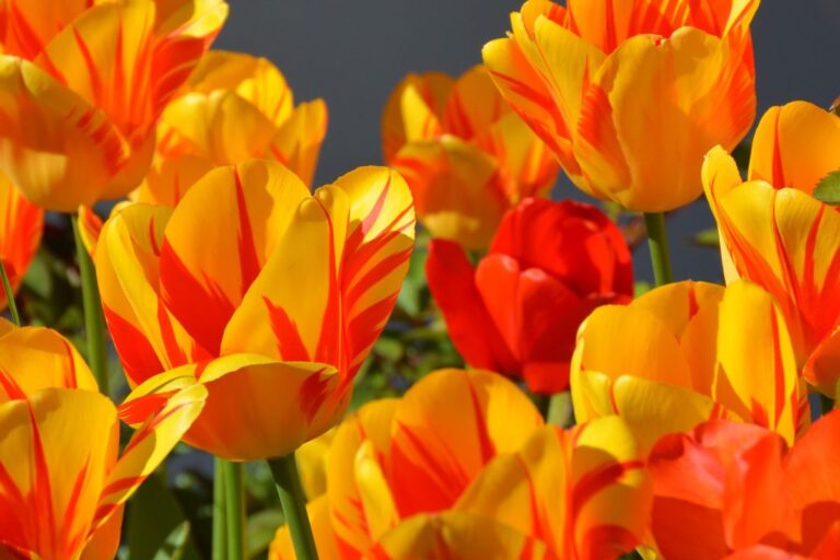 Tulipanes: plantación y cuidado