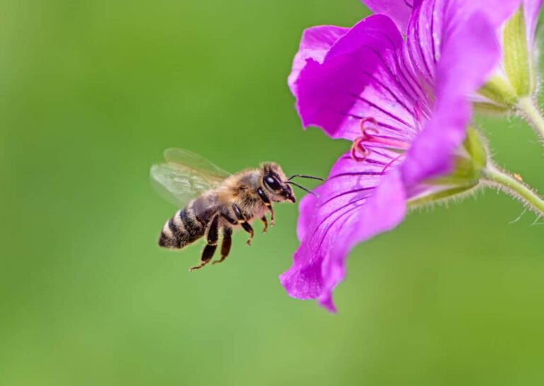Vea fotos de una fascinante especie de abeja durmiendo en flores