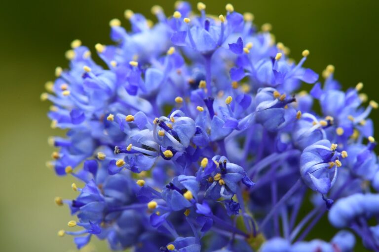 Céanothe: descubre el arbusto con bellas flores azules