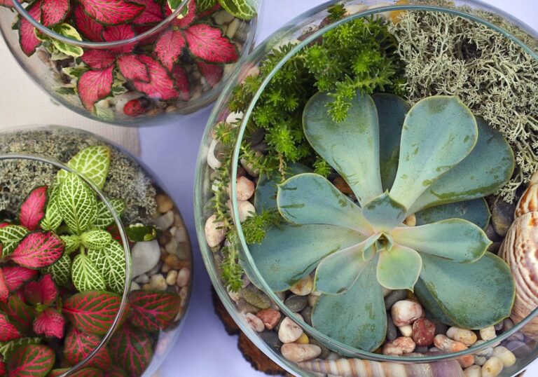 10 piante perfette per creare un terrario