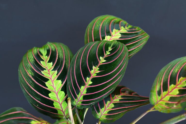 13 piante da interno con il fogliame più bello