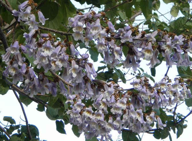 5 alberi con fiori viola per abbellire il giardino