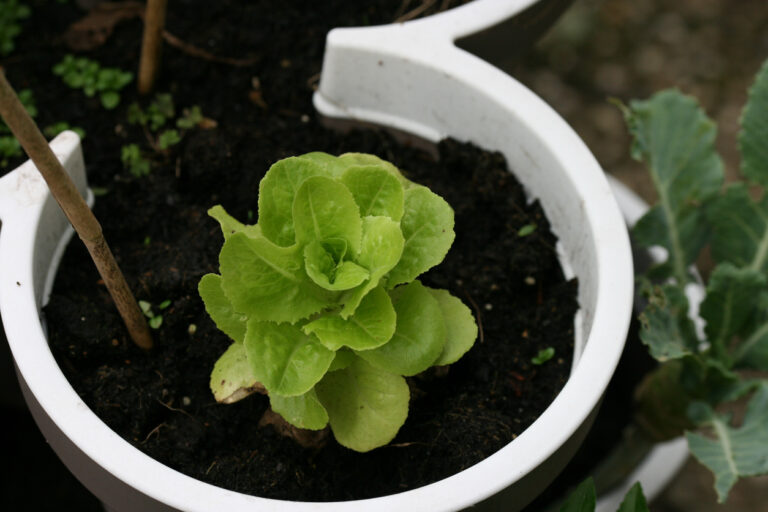 5 consigli per coltivare la lattuga in vaso!