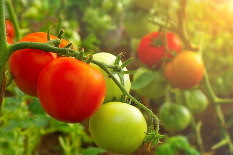 5 consigli per la maturazione dei pomodori