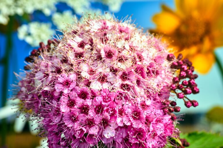 6 cespugli da coltivare per ammirare i fiori rosa in ogni stagione