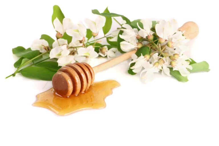 Albero del miele: come coltivare l’albero delle api?