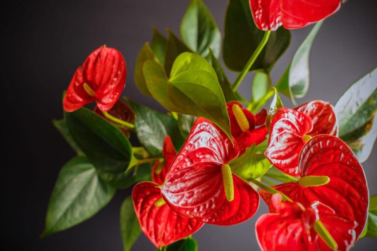 Anthurium: consigli per la manutenzione di questa incrollabile pianta tropicale
