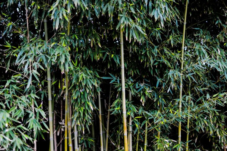 Bambù: tutto quello che c’è da sapere sulla semina e la cura