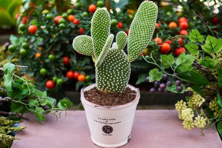 Cactus: come tagliare i cactus con i gesti giusti