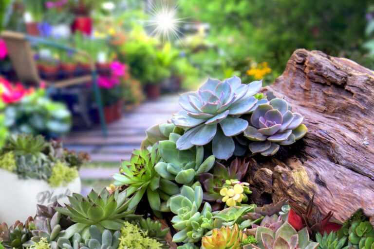 Cactus e piante grasse: quali varietà installare nel tuo giardino?