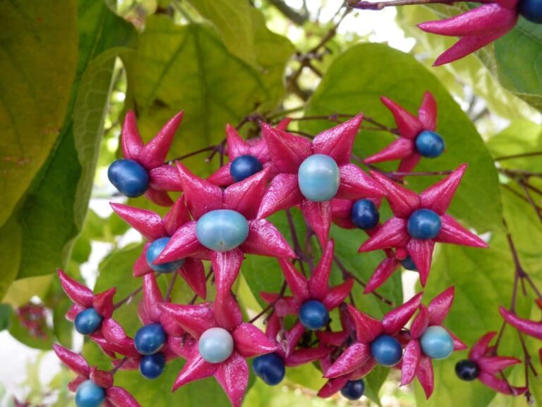 Cespugli originali: 10 cespugli con frutti decorativi per un giardino colorato