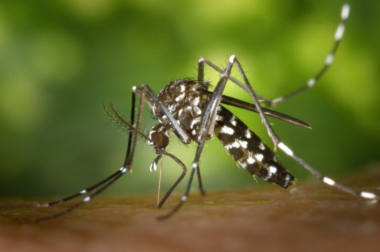 Come riconoscere ed evitare l’installazione della zanzara tigre?