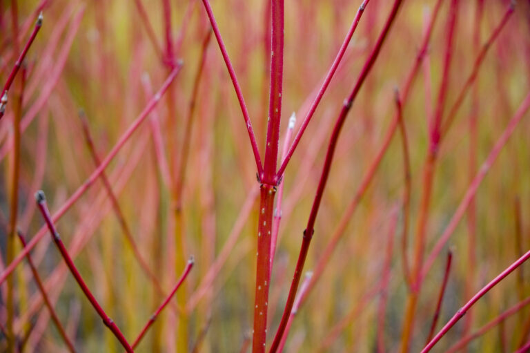 Corniolo: arbusti con corteccia rossa
