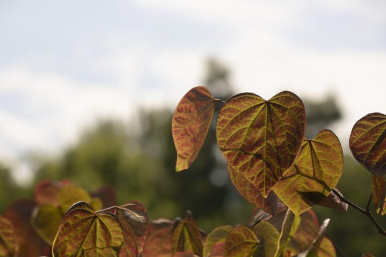 Disanthus con foglie di cercis: semina e consigli per prendersene cura