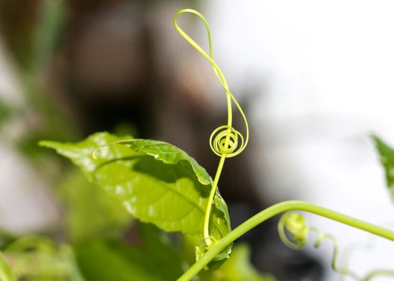 È possibile prendersi cura delle proprie piante con la musica?