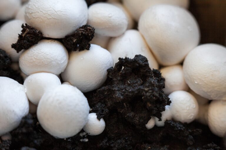 Funghi champignon: il metodo per coltivarli in casa