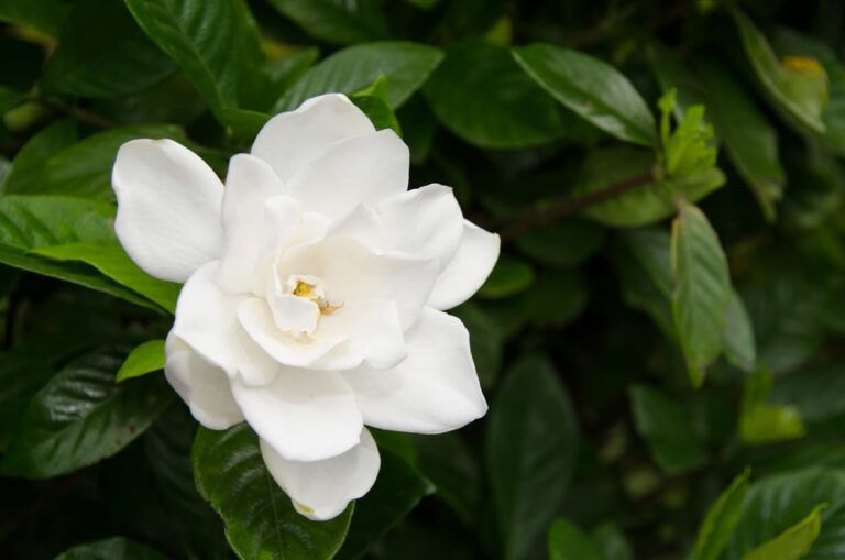 Gardenia: consigli per la manutenzione della gardenia