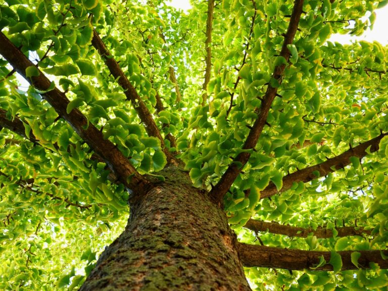 Ginkgo biloba: avvicina questo albero asiatico