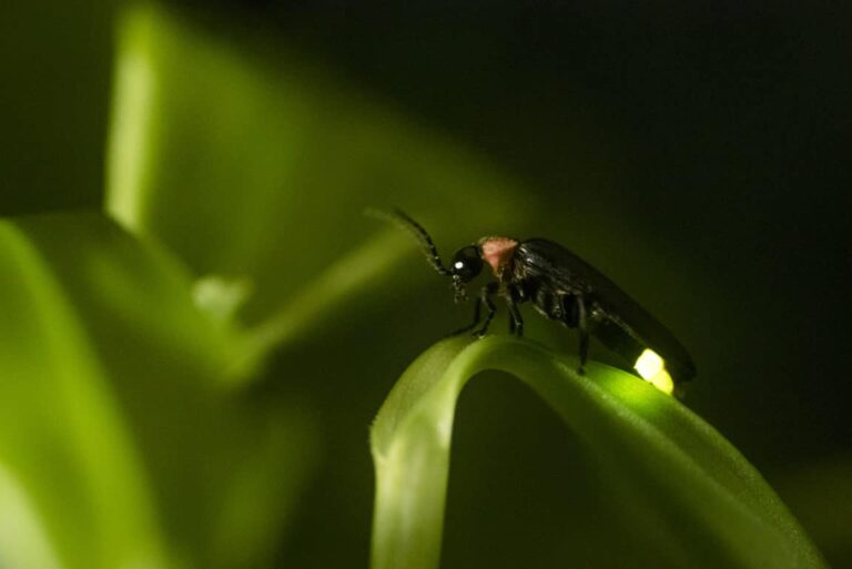 Glow Worm: Tutto sull’insetto luminoso
