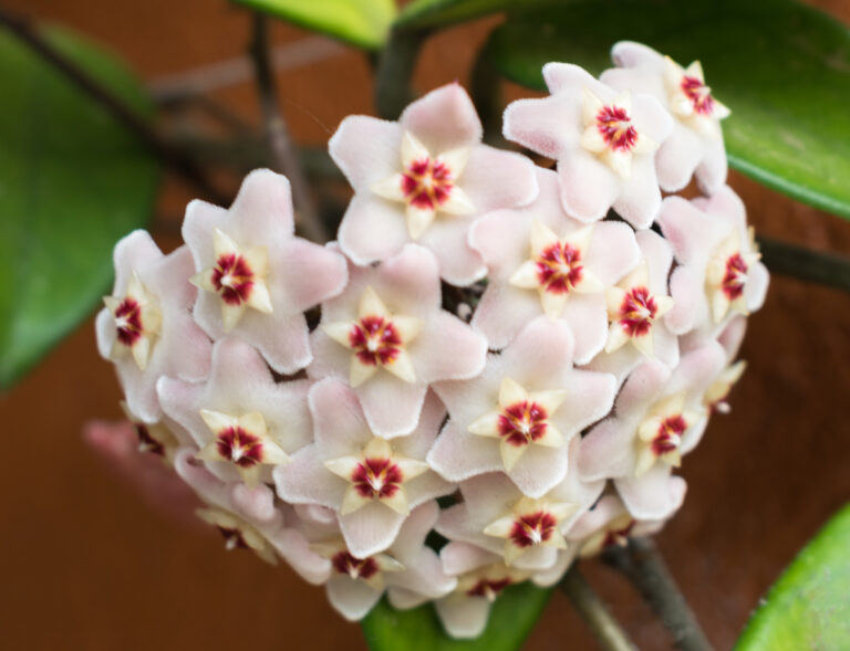 Hoya: come coltivare fiori di porcellana