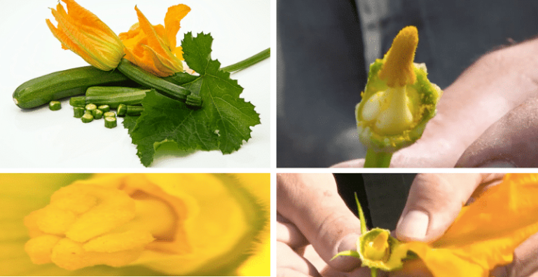 Impollinazione manuale delle zucchine: come ottenere una resa migliore?