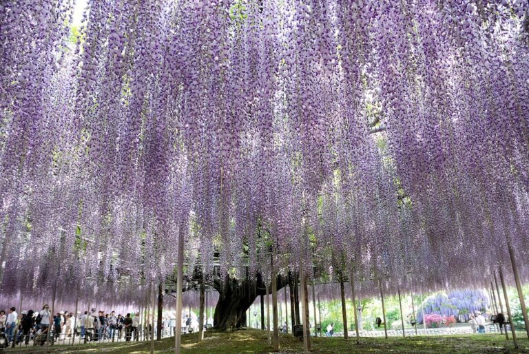 L’albero di glicine più bello del mondo è in Giappone!