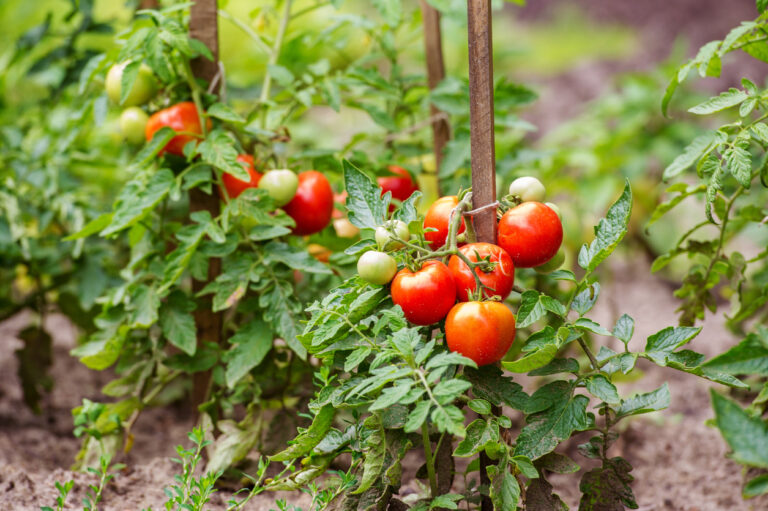 Lettiera di pomodoro: ricetta e utilizzo in giardino