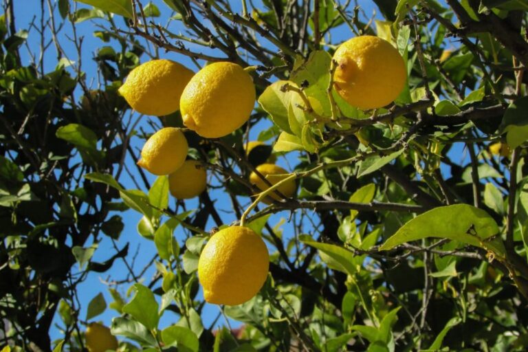 Limone: come piantare questo pungente albero da frutto?