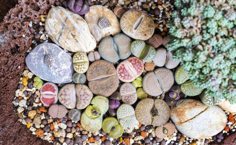 Lithops (pianta di confine) – Tutto ciò che devi sapere sulla coltivazione di “pietre viventi”